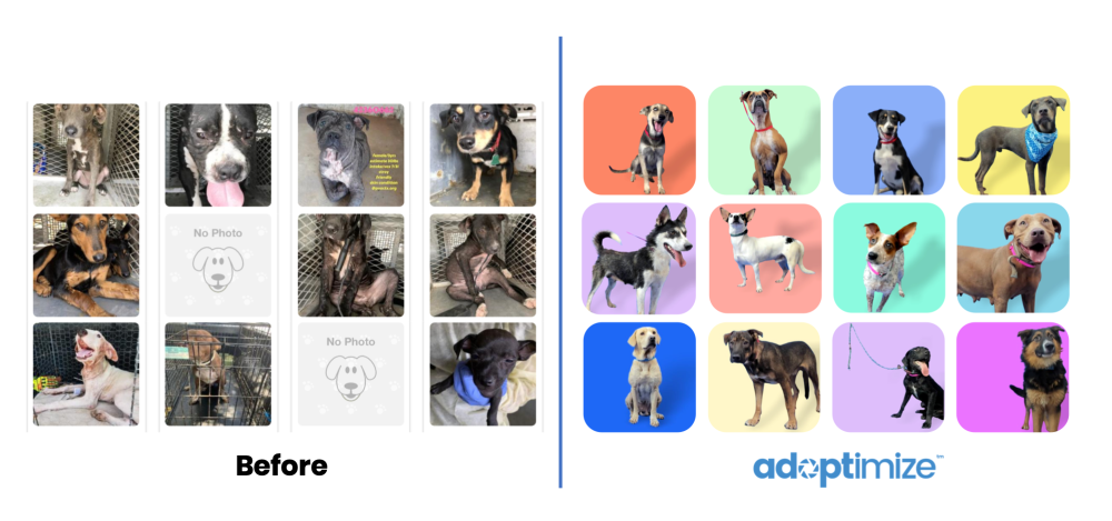 automate better intake photos to increase adoptions